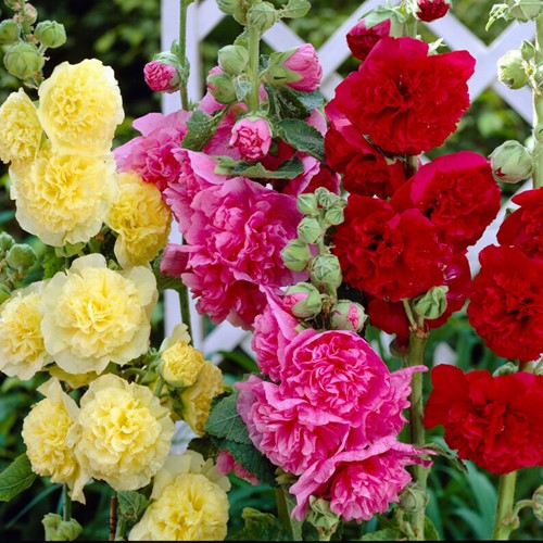 Stockrose Mix - Alcea rosea (Sechserpack)