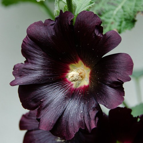 Alcea rosea Nigra - Stockrose