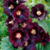 Alcea rosea Nigra - Stockrose