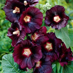 Alcea rosea Nigra - Stockrose