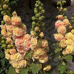 Alcea rosea Peaches ’n Dreams – Gewöhnliche Stockrose