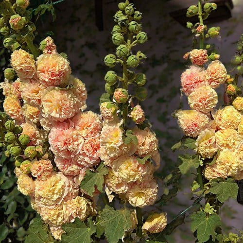 Alcea rosea Peaches ’n Dreams – Gewöhnliche Stockrose