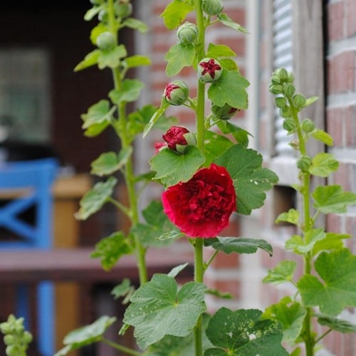 Stockrose Rot