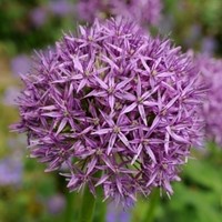 Alliums Aflatunense (Großpackung)