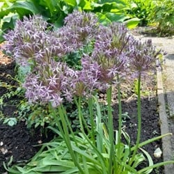 Allium Albopilosum Cristophii