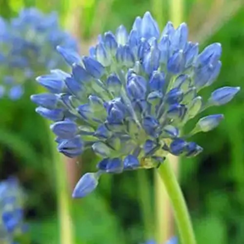 Allium Caeruleum - Blue-of-the-Heavens