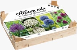 Allium Collection Box - Allium Mischung
