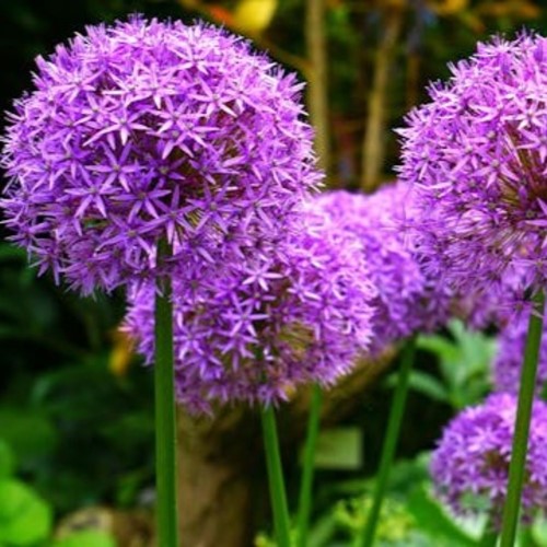 Alliums Gladiator (Großpackung)