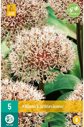 Allium Karataviense