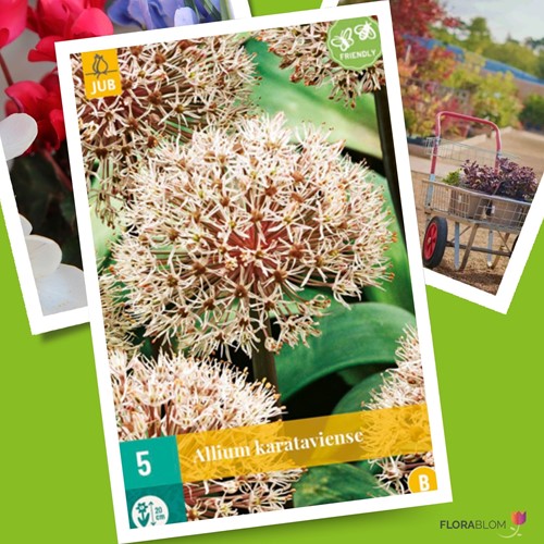 Allium Karataviense-3