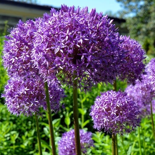 Allium Millenium – Zierlauch