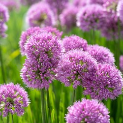 Allium Millenium