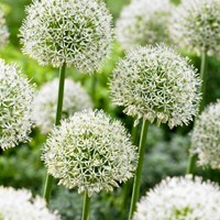 Allium Mont Blanc - Sierui