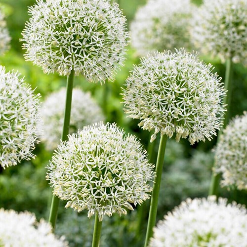 Allium Mont Blanc - Riesen-Lauch