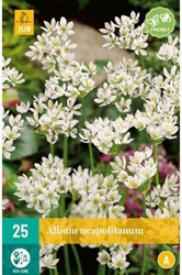 Zierlauch Neapolitanum - Allium