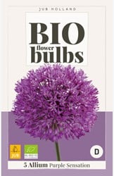 Allium Purple Sensation - Bio Flower Bulbs