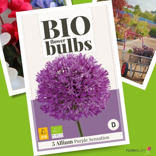 Allium Purple Sensation - Bio Flower Bulbs-3