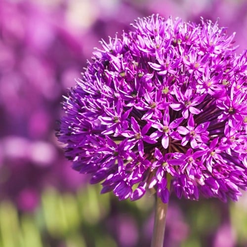 Allium Purple Sensation
