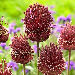 Allium Red Mohican