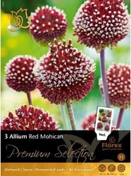 Allium Red Mohican