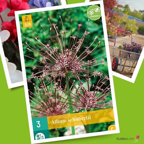 Allium Schubertii Schuberts Lauch-3