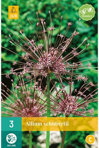 Allium Schubertii Schuberts Lauch