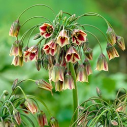 Allium Siculum - Sizilianische Honiglauch