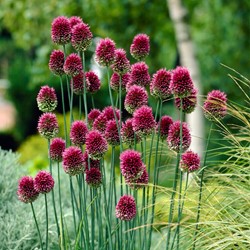 Allium Sphaerocephalum