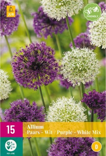 Alliums Violett & Weiß Mischung