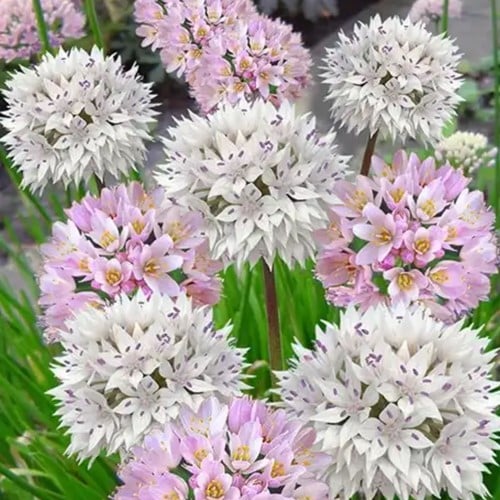 Alliums Roseum & Amplectans Mischung