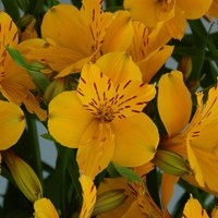 Alstroemeria Lutea - Incalelie