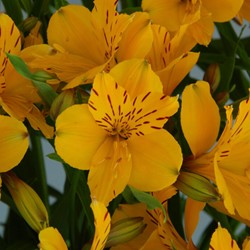 Alstroemeria Lutea - Incalelie
