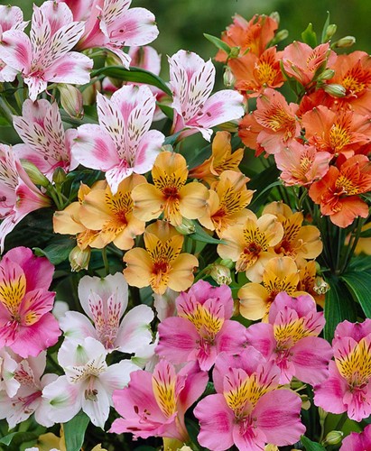 Alstroemeria Mischung