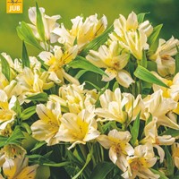Alstroemeria Lutea - Inkalilien-2