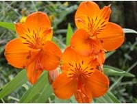 Alstroemeria King Orange