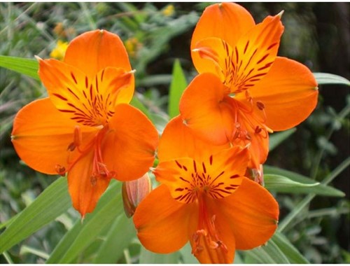 Alstroemeria King Orange