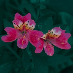 Alstroemeria Roze - Incalelie