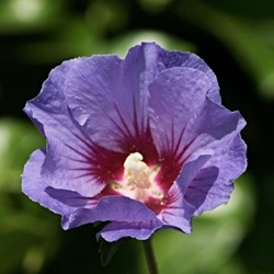 Altheastruik Oiseau Bleu - Hibiscus