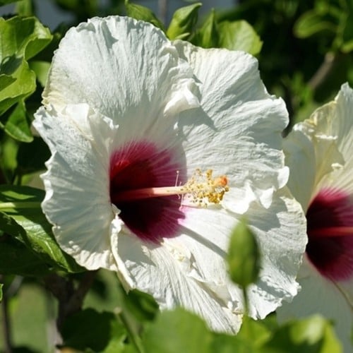 Straucheibisch Red Heart - Hibiscus