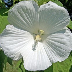Altheastruik William R. Smith - Hibiscus