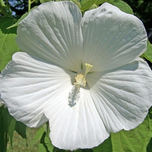 Straucheibisch William R. Smith - Hibiscus