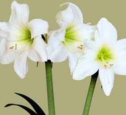 Amaryllis Wit