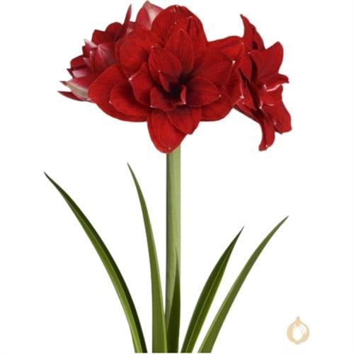 Amaryllis Doppeltblumig Rot - Hippeastrum