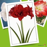 Amaryllis Doppeltblumig Rot - Hippeastrum-2