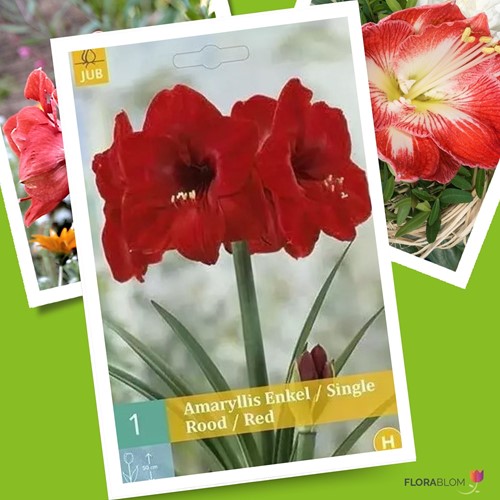 Amaryllis Rot - Hippeastrum
