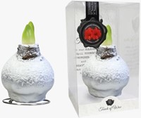 Wachs Amaryllis Schnee Silber-2