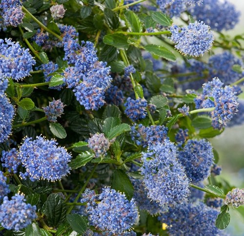 Kalifornischer Flieder Repens - Ceanothus Thyrsiflorus