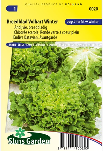 Endivien Breitblatt Vollherz Winter