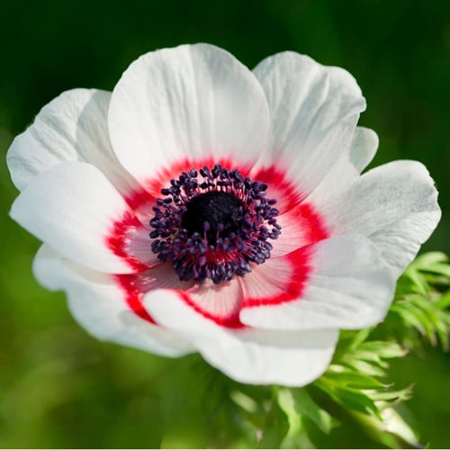 Anemone coronaria Bicolor
