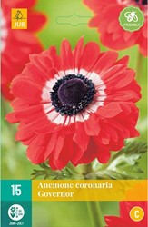 Anemone The Governor